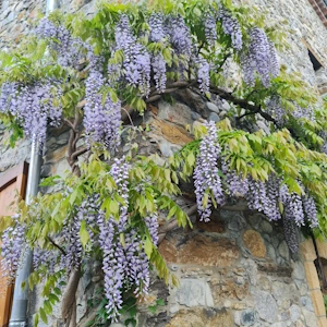 Glycine