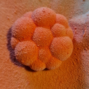 Entremet clémentine